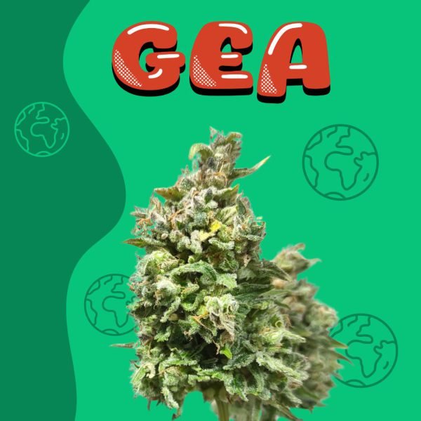 GEA (AUTO) X 4 - Spartan Seed