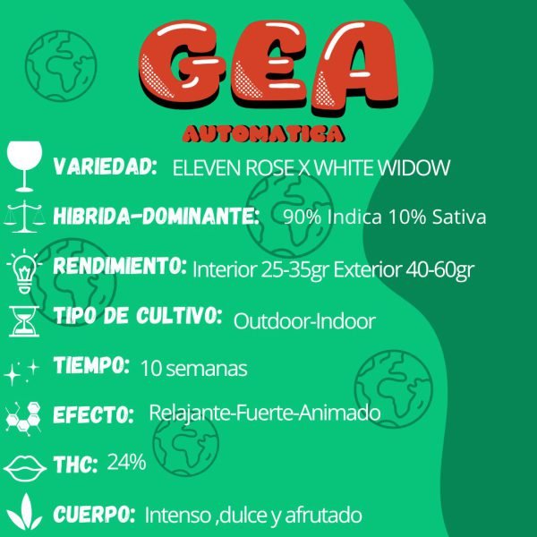 GEA (AUTO) X 4 - Spartan Seed - Image 3
