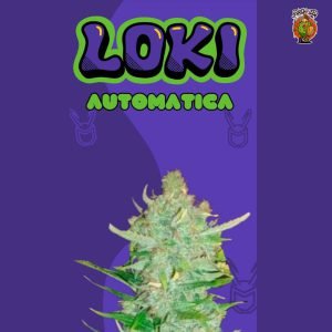 LOKI (AUTO) X 4 - Spartan Seed
