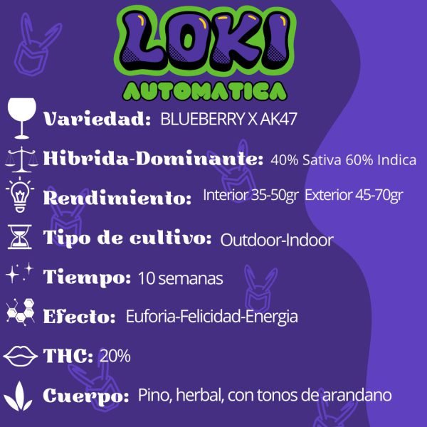 LOKI (AUTO) X 4 - Spartan Seed - Image 3